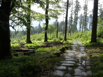 Voie Romaine près de Raon-lès-Leau Voie Romaine près de Raon-lès-Leau (Roman Road close to Raon-lès-Leau)
