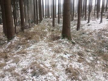 Ringwall des frühen Mittelalter