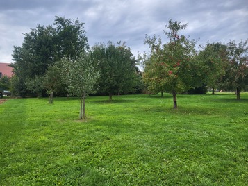 Hopferstadt Apfelbäume (anstatt Gebäude)