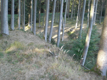 Ringwall des frühen Mittelalter