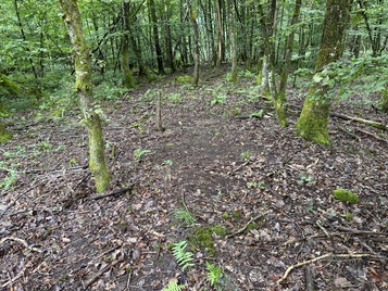 Verlauf der Strasse im Wald