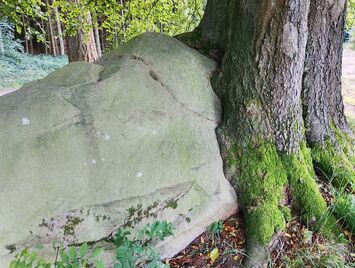 Kroghenlund Runddysse A tree has grown up against the large capstone, shaping itself around the stone to the point where it appears almost fused with it.