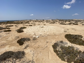 Macellum