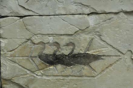 Meidum, Tomb of Atet, Birds