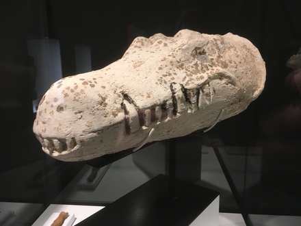 Crocodile mask
