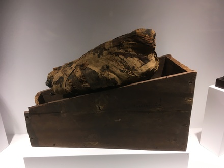 Mummy and tomb of an ibis