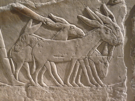Relief of donkeys