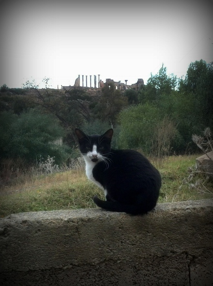 The Guardian of Volubilis