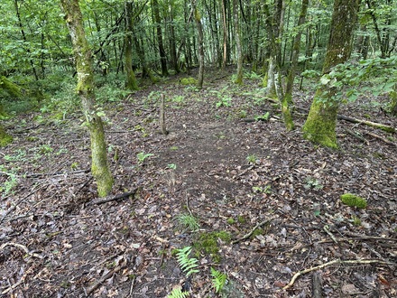 Verlauf der Strasse im Wald