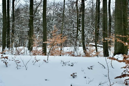 Kastell Zugmantel - nördliches Amphitheater