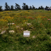 Kourion, Temple of Apollo Hylates, archaic altar