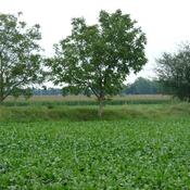 Colmar, Roman road near battlefield Colmar