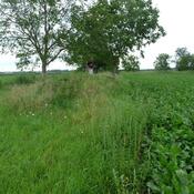 Colmar, Roman road near battlefield Colmar