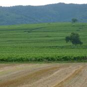Colmar, Zellenberg, battlefield where Caesar defeated Ariovistus
