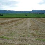 Colmar, Zellenberg, battlefield where Caesar defeated Ariovistus