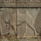 Persepolis, Apadana, Northstairs, Relief, Camel