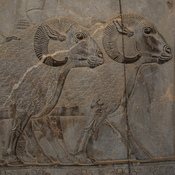 Persepolis, Apadana, East Stairs, Relief of two rams