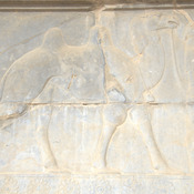 Persepolis, Apadana, East Stairs, Relief of the Parthians with a camel, and Armenians with a horse