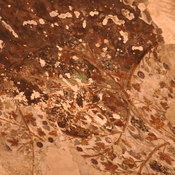 Little Petra, Decorated ceiling of the biclinum