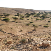 Wadi Buzra