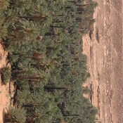 Gheriat el-Garbia, Oasis