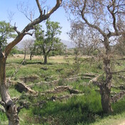 Taxila, Bhir Mound, oldest city