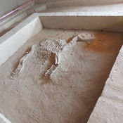 Skeleton of a horse