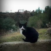 The Guardian of Volubilis