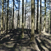 Hügelgräber bei der sogenannten Wikingerburg - Nusbaum