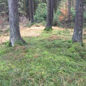 Römischer Straßenkörper südl. Kirnbergsee