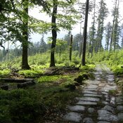 Voie Romaine près de Raon-lès-Leau