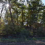 Tumulus de Tonn à Flaxweiler