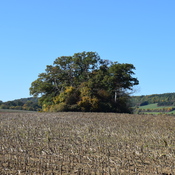 Tumulus de Tonn à Flaxweiler