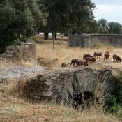 Roman Bridge