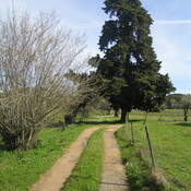 Road as Farm Track