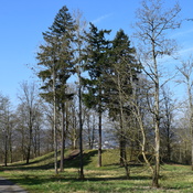 Franzensknüppchen