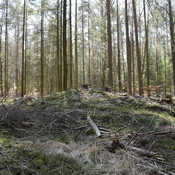 Hügelgräber bei der sogenannten Wikingerburg - Nusbaum