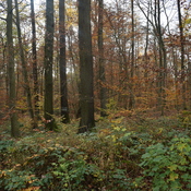 Via Belgica Königsdorfer Forst