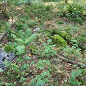 Folehave Skov Stenkiste