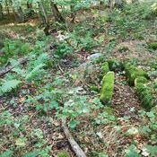 Folehave Skov Stenkiste