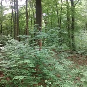 Via Belgica Königsdorfer Forst