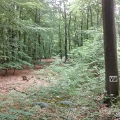 Via Belgica Königsdorfer Forst