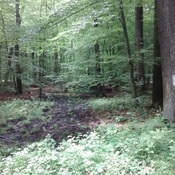 Via Belgica Königsdorfer Forst