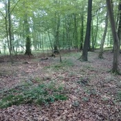 Via Belgica Königsdorfer Forst