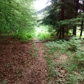 Via Belgica Königsdorfer Forst
