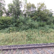 Area from the trackside