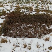 Gammel Hestehave Cist