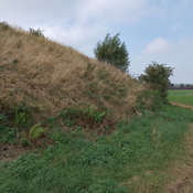 Ingershøj
