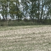Kików Tumulus (Kurhan)