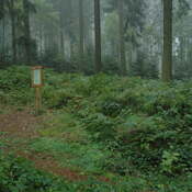 The northwestern wall of the Roman fort at Kneblinghausen